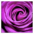 thumbnail image 3 of 18" x 18" Purple Rose by PhotoINC Studio - Wall Art Print on Canvas Fabric Pink, 3 of 3