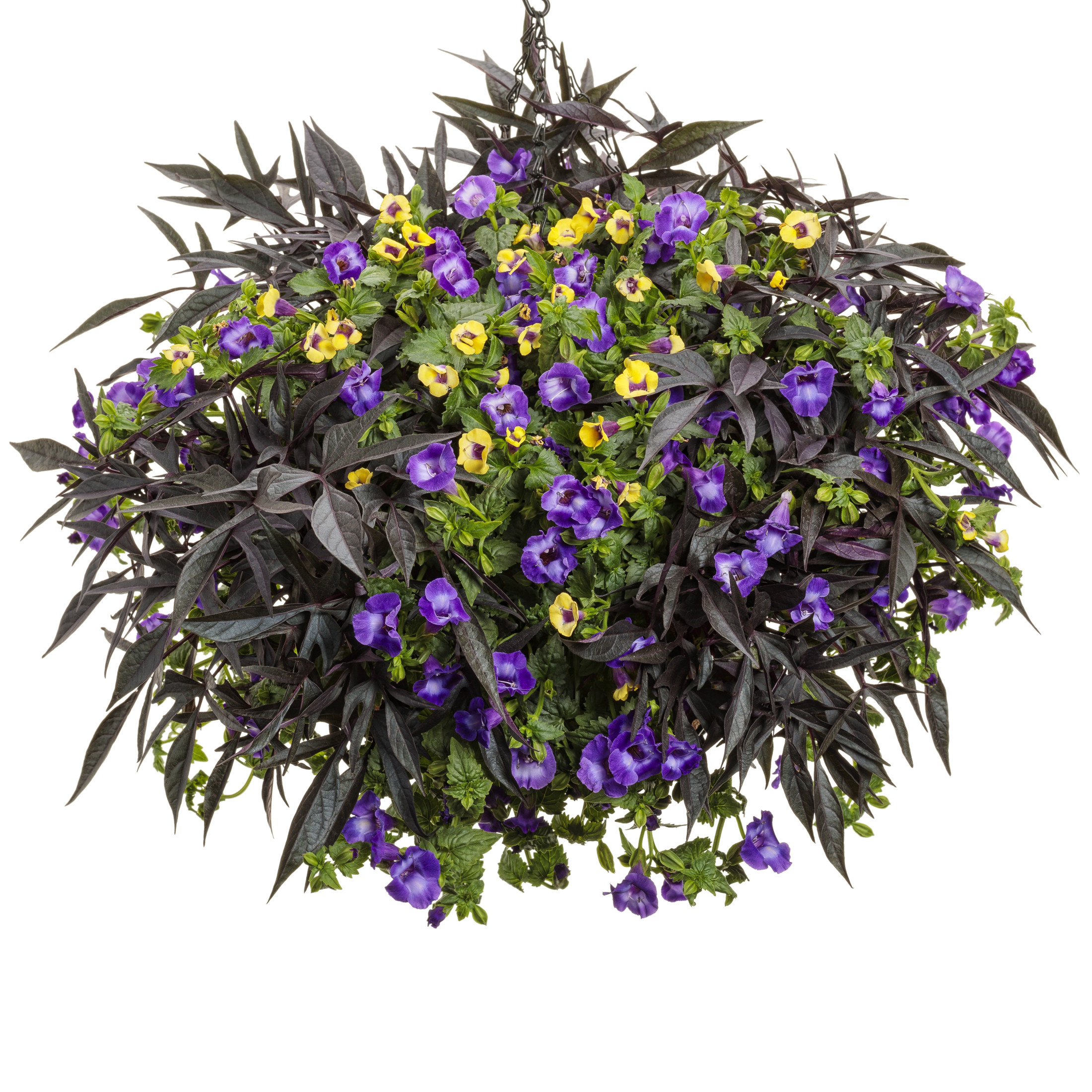 Proven Winners 4" Yellow Catalina Gilded Grape Wishbone Flower Live Plant in 4.25" Pot (4 Count)