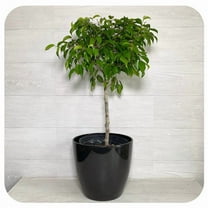 RedCrocus Weeping Fig Ficus benjamina Indoor Plant for Home Decor 10" Pot