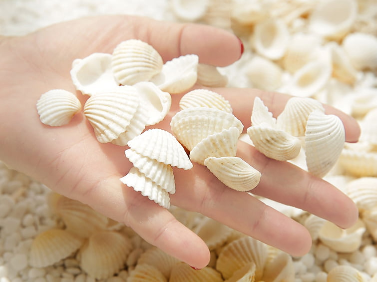 Bag Of 50 Shells Mixed Beach Sea Shells For Decoration 