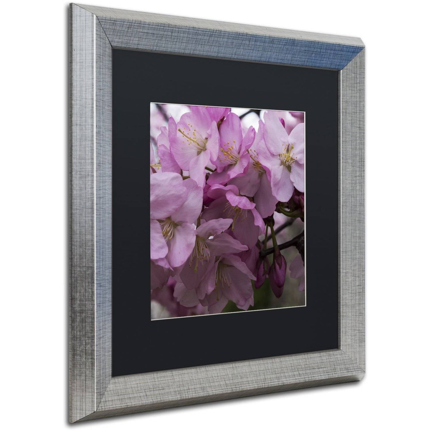 Trademark Fine Art "Cherry Blossom Cluster" Canvas Art by Kurt Shaffer, Black Matte, Silver Frame