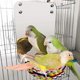 thumbnail image 4 of Bird Mirror Toy with Rope Mirror Perch Parrot Bite Toy Parrot Claw Perches Bird Cage Chew Toy, 4 of 5