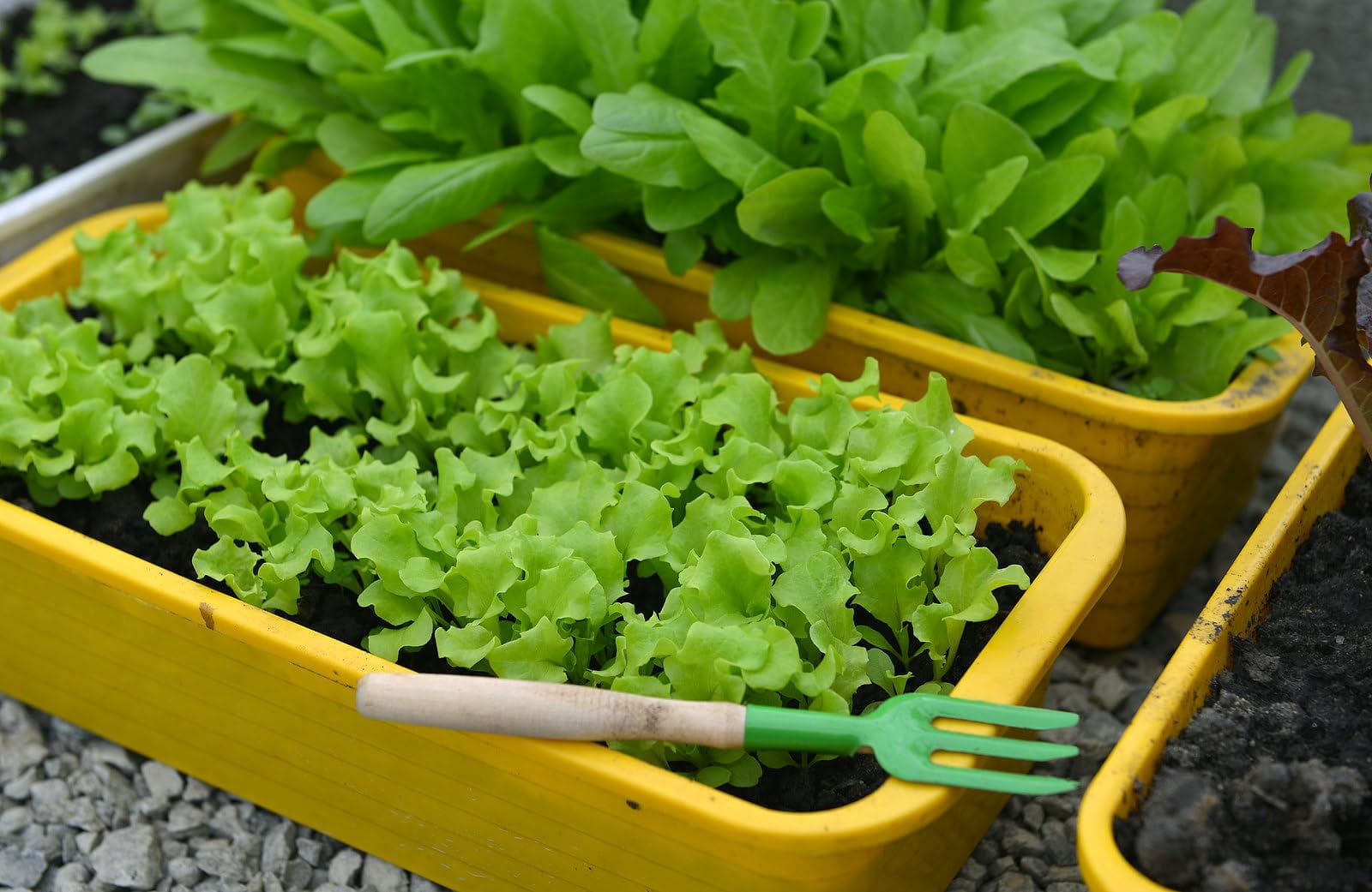 Gardenera Labs Premium Potting Soil Blend for Lettuce Iceberg - The Ultimate Mix for Healthy, Vibrant, and Crisp Lettuce - 10 Quart