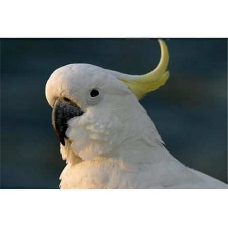 Cockatoo Sydney Harbor Australia Poster Print by David Wall - 26 x 17 in.