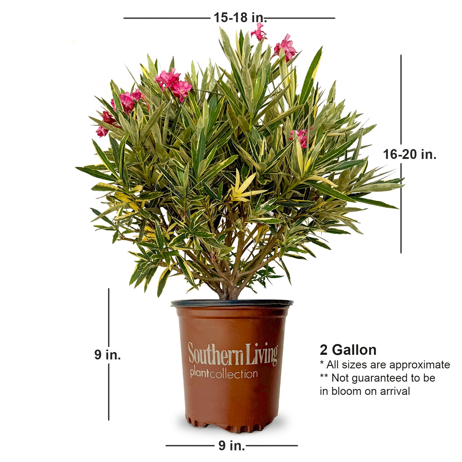 Southern Living Twist of Pink Variegated Oleander Live Shrub in 2-Gallon Grower Pot