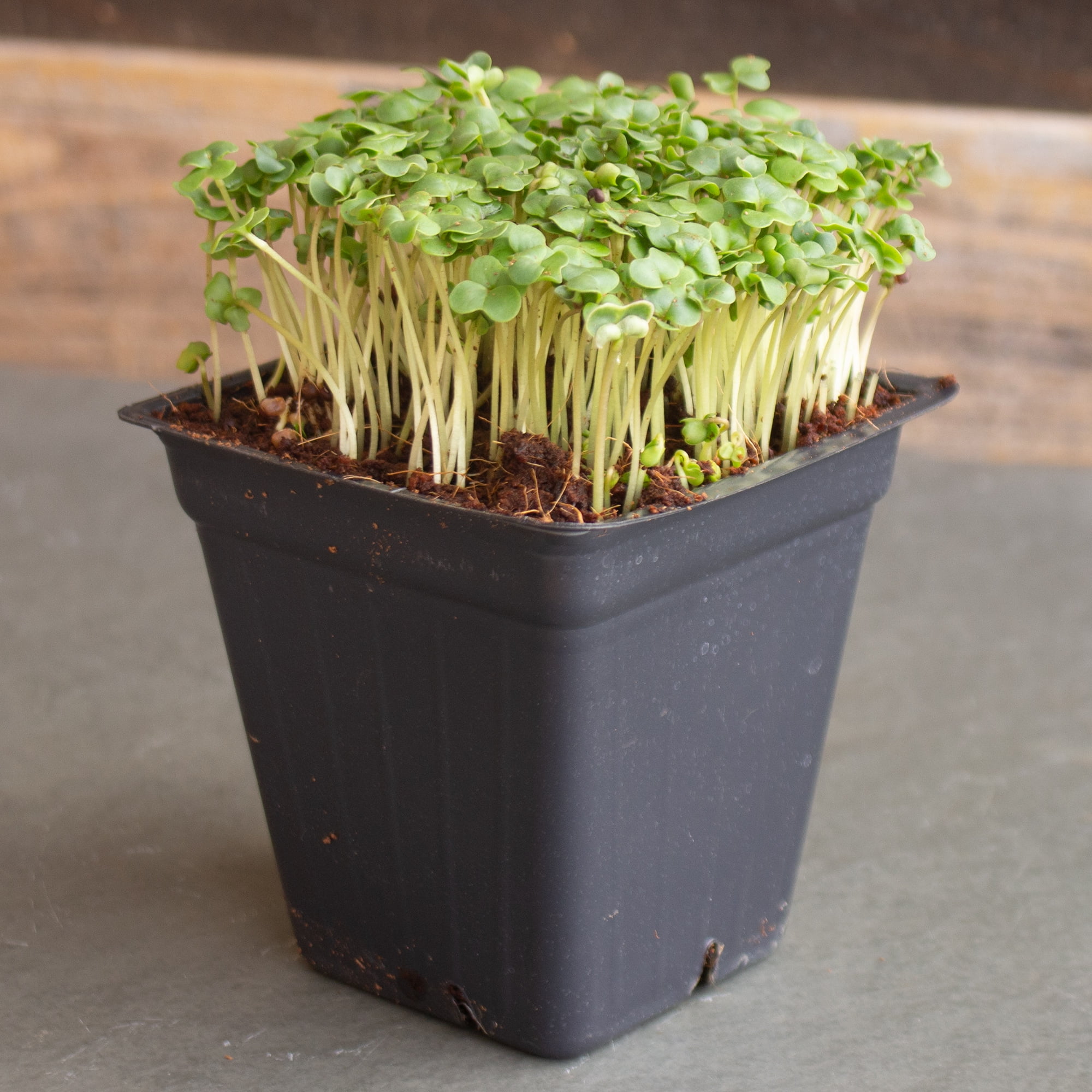 Broccoli Microgreens Seeds - 1 Lb ~16,000 Seeds - High Germination, Premium Seeds for Growing Broccoli Micro Greens - Non-GMO