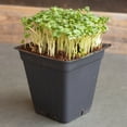 thumbnail image 3 of Mountain Valley Seed Company 1000 Broccoli Microgreens Plant Seeds, Non-GMO, 3 of 6