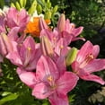 thumbnail image 3 of GSDWIUEW Lily Bulbs-2 or 4 Bulbs per Package Cold-Resistant Perennial Bulbs for Gardens, Easy-Grow. (Pink,4), 3 of 4