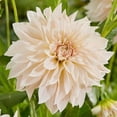 thumbnail image 1 of TASC Bulbes à fleurs- Dahlia (2 Bulbes), 1 of 2