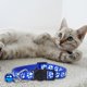 thumbnail image 1 of «Collar para gatos con cierre de seguridad y (collar de nylon tejido de colores para mascotas)», 1 of 5