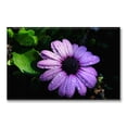 thumbnail image 1 of Cuadro Canva Pixtreats listo para Colgar tipo galería Flor Morada 60X90 cm, 1 of 4