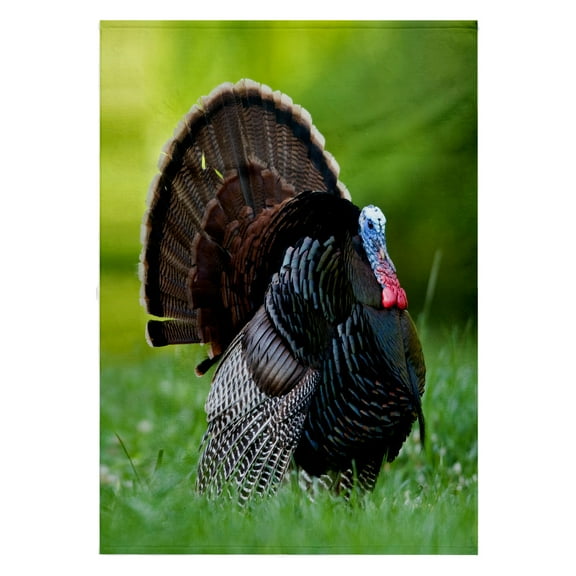 3dRose, Wild Turkey gobbler., 22x30 Bath Hand Pool Towel