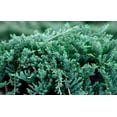 thumbnail image 2 of Blue Rug Juniper  1 Extra Large 3 Gallon Plant  Live Ground Cover Evergreen Shrubs for Landscaping, Garden, Slope Control - Drought Tolerant, Low Maintenance, 2 of 9