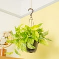 thumbnail image 3 of Exotic Angel by Costa Farms 12" Assorted Foliage House Plant in 6.6" Hanging Basket, 3 of 9