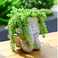 thumbnail image 3 of Donkey Tail Trailing Sedum Plant Live for Planting, 2 Inch Pot Donkey Tail Succulent Plants Live Succulents, Live Succulents Plants Fully Rooted, Easy Care House Plant, 3 of 6
