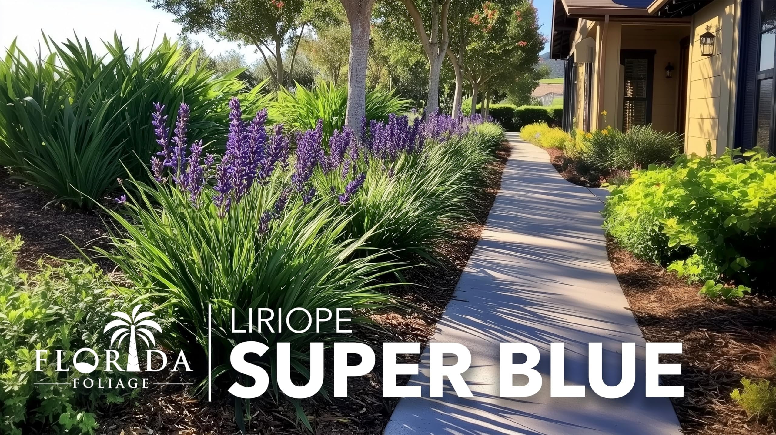 Super Blue Liriope  3 Live Plants  Liriope Muscari  Ideal for Borders and Ground Cover  Hardy and Low-Maintenance