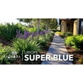thumbnail image 4 of Super Blue Liriope  5 Live Plants  Liriope Muscari  Ideal for Borders and Ground Cover  Hardy and Low-Maintenance, 4 of 9
