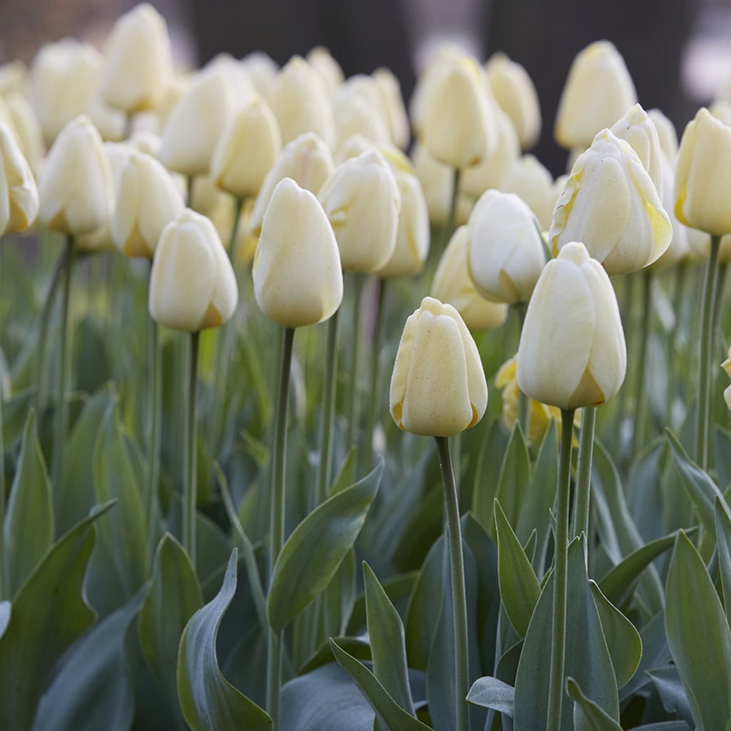 Van Zyverden Tulips Ivory FloradaleSet of 12 Bulbs