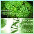 thumbnail image 5 of Mint Herbal Teeth Whitening Pen Decontamination And Whitening 3ml, 5 of 5