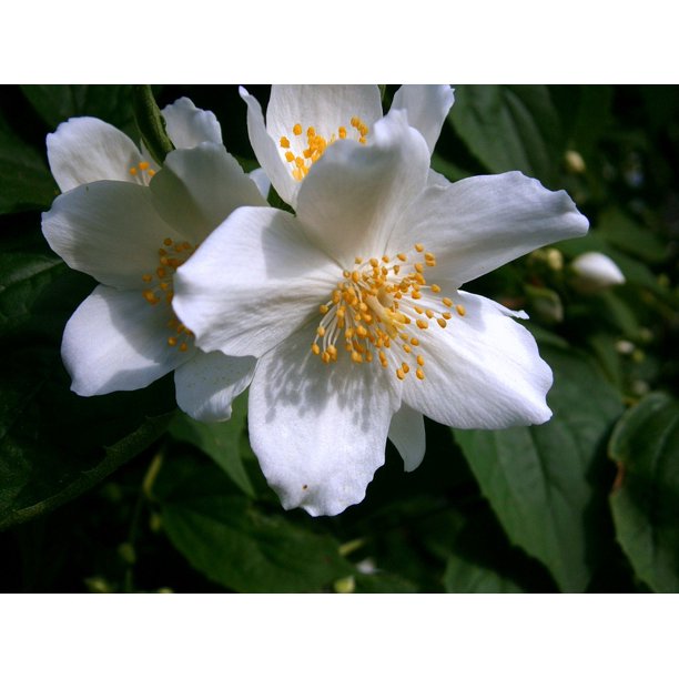 Summer Jasmine Jasmin Mock Orange Bauer Jasmin12 Inch By 18 Inch