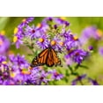 thumbnail image 6 of Seedville 100 Purple England Aster Flower Seed, Attracts Birds, Bees, Butterflies, 6 of 10