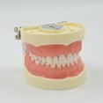 thumbnail image 3 of Yokua 32 Removable Tooth Model Study Typodont Demonstration Model Teaching Practice, 3 of 10