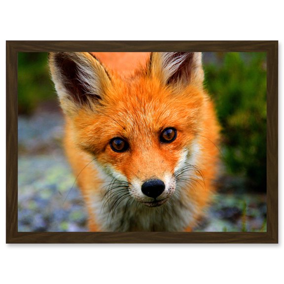 Baby Red Fox Portrait Woodland A4 Artwork Framed Wall Art Print