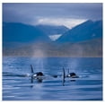 thumbnail image 1 of Great BIG Canvas | "Orca Whales surface in Alaskas Inside passage with the Coastal Range and Eagle Glacier" Art Print - 16x16, 1 of 4