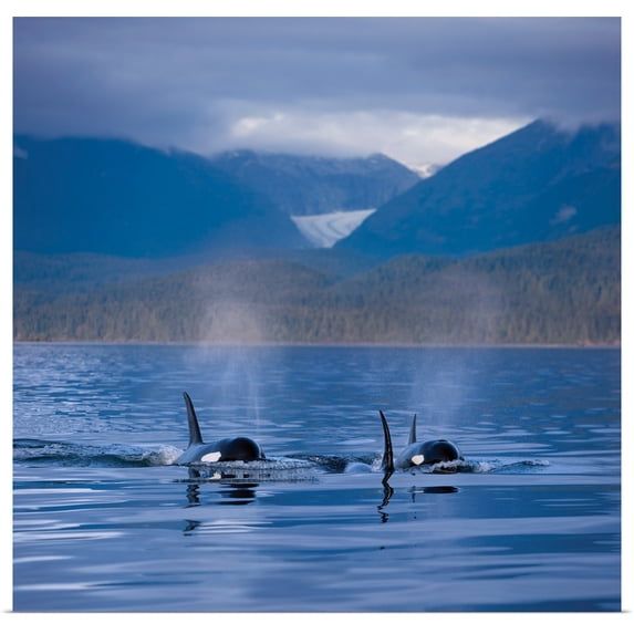 Great BIG Canvas | "Orca Whales surface in Alaskas Inside passage with the Coastal Range and Eagle Glacier" Art Print - 16x16