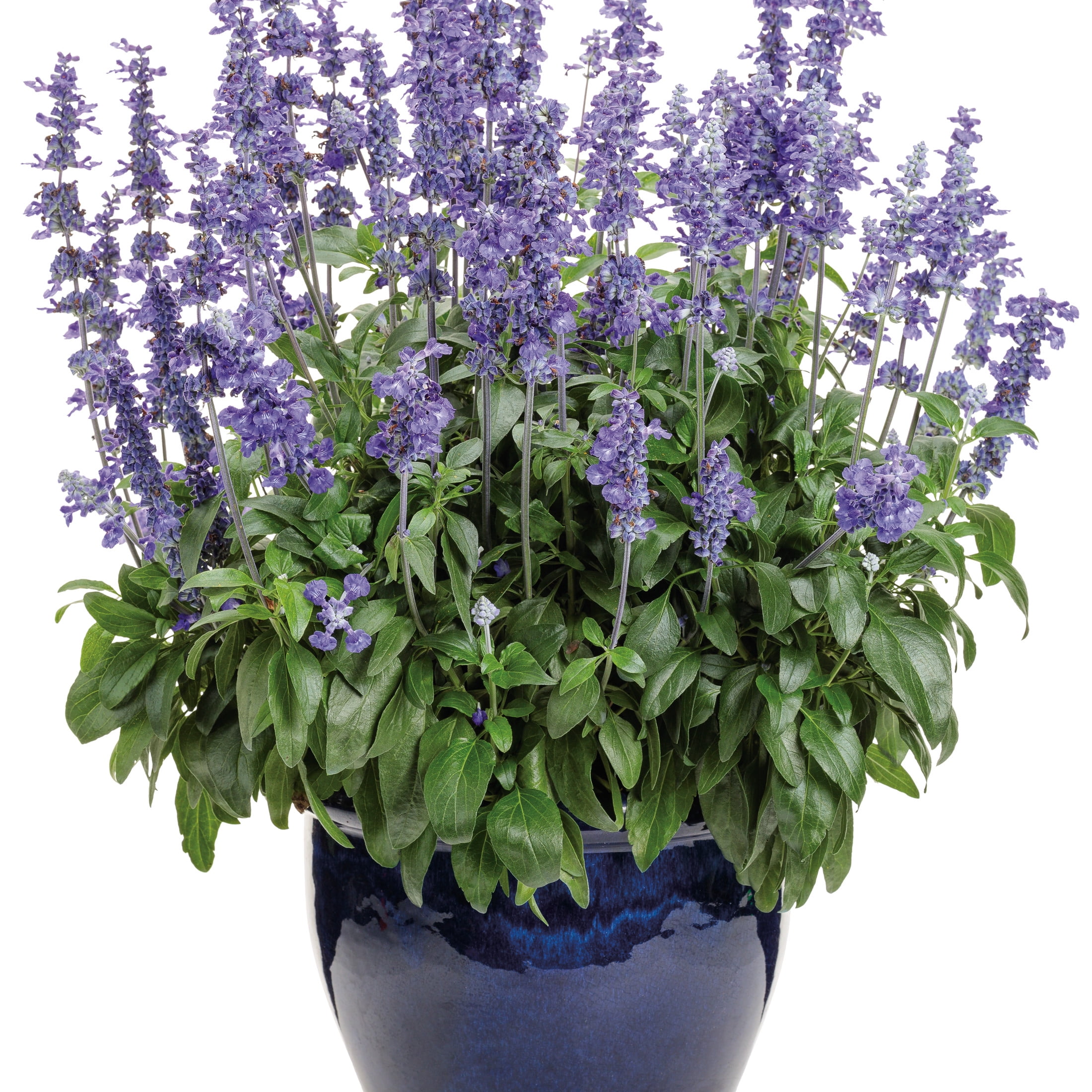 Proven Winners 8" Unplugged So Blue Mealycup Sage Live Plant in 6.5" Pot