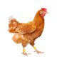 thumbnail image 5 of GOOHOCHY 100 Uds. Anillos para patas de pollo, bandas para patas de identificación de pollo, anillos para patas para aves de corral, 5 of 8