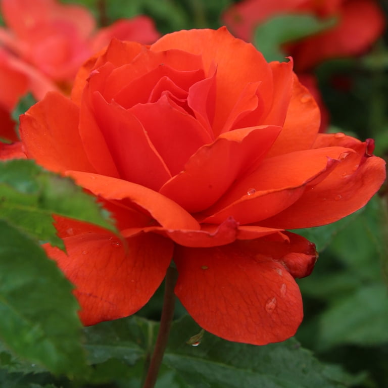 Heirloom Roses - Nelson Mandela Floribunda Rose Plant - Walmart.com