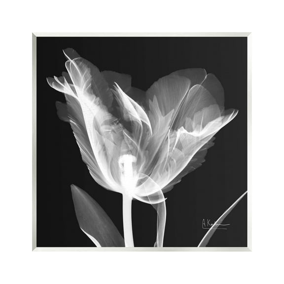 Stupell Industries Tulip Flower X-Ray Botanical & Floral Photography Unframed Art Print Wall Art, 12 x 12