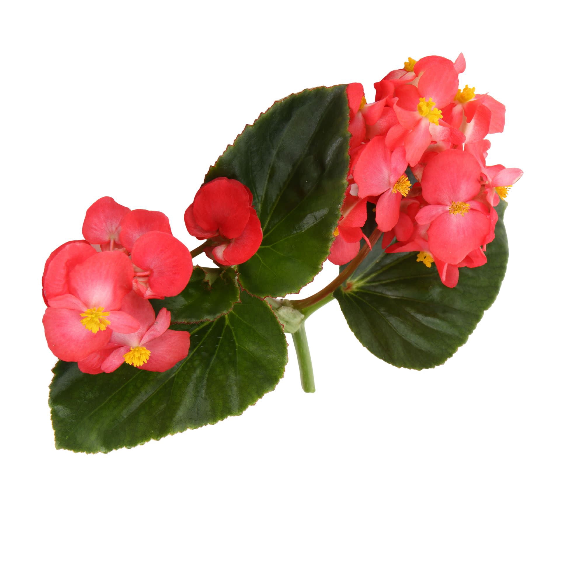 Proven Winners 4" Surefire Red Begonia Live Plant in 4.25" Pot (4 Count)