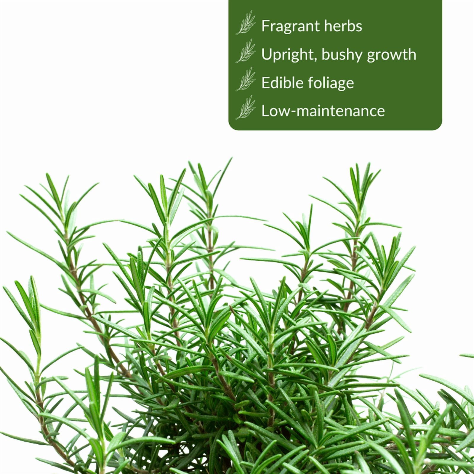 Rosemary Plant, Rosemary Live Plant, 4 - 6 Inches Tall, Edible and Fragrant Herbs, Ideal for Containers, Raise Beds and Outdoor Garden