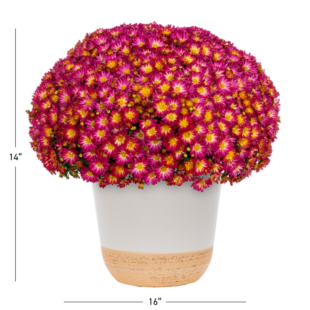 Better Homes & Gardens Scents of the Season 1G Red Mum Live Plant Decorative Pot Farm Apple Pumpkin Sun