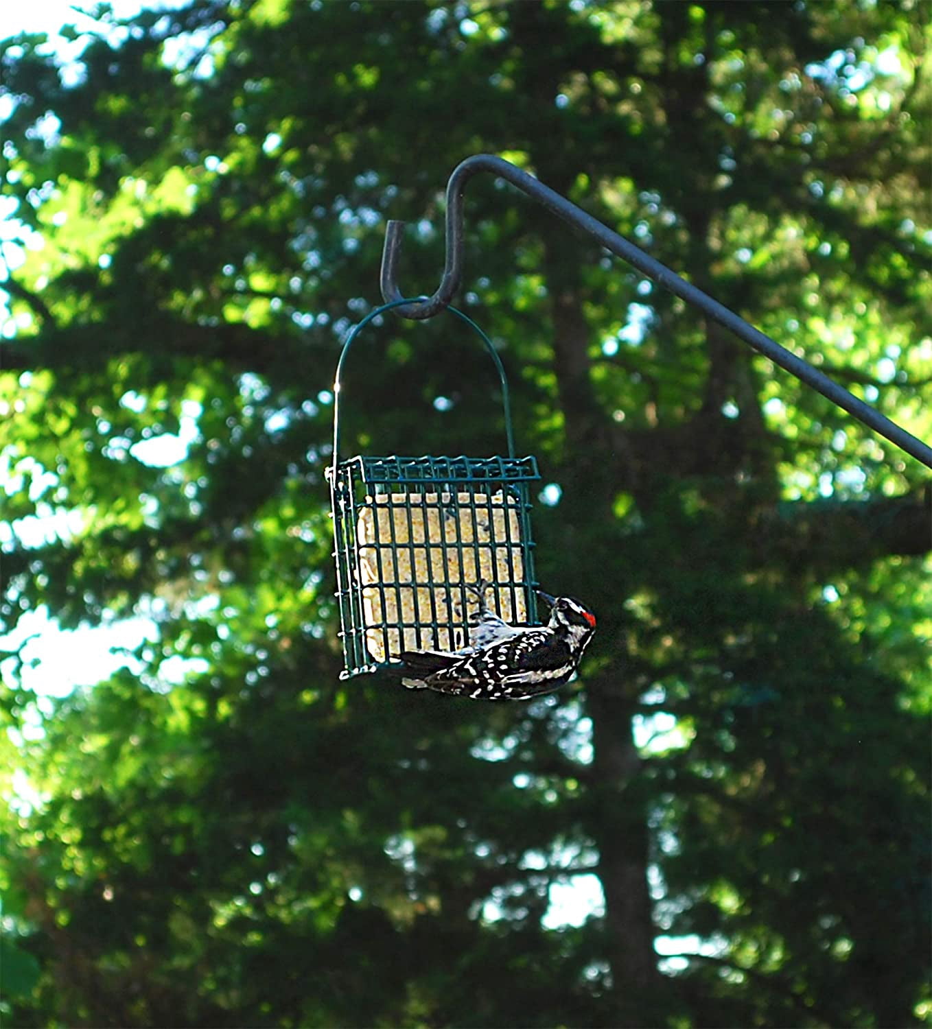 Wildlife 313887 11 oz No.13.8 Suet Plus JumboHigh Energy Mp1 Wild Bird Suet Cake, Pack of 20