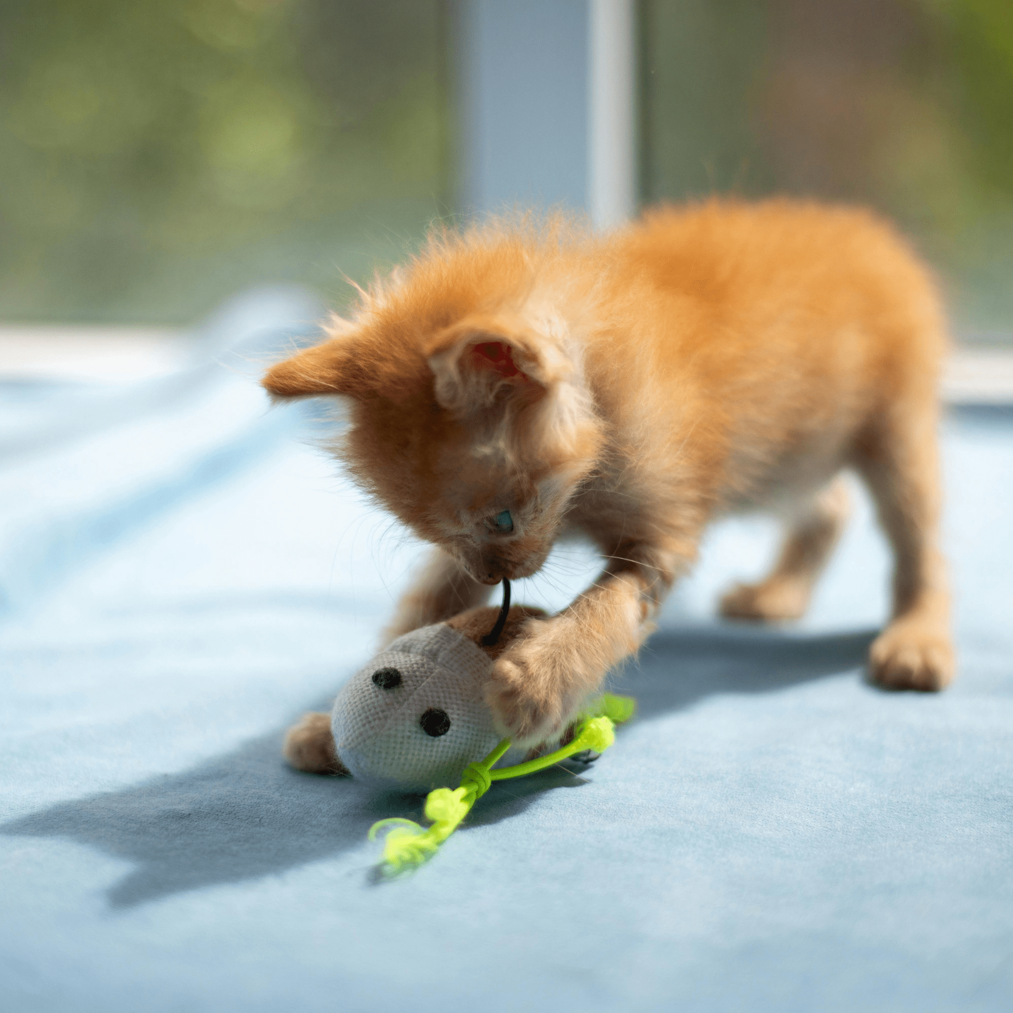 Fancy Feast Petites | Chicken Rice, Ocean Whitefish Tomato, Salmon Spinach | 2 Each | MerlinsMart Zine & Catnip Toy