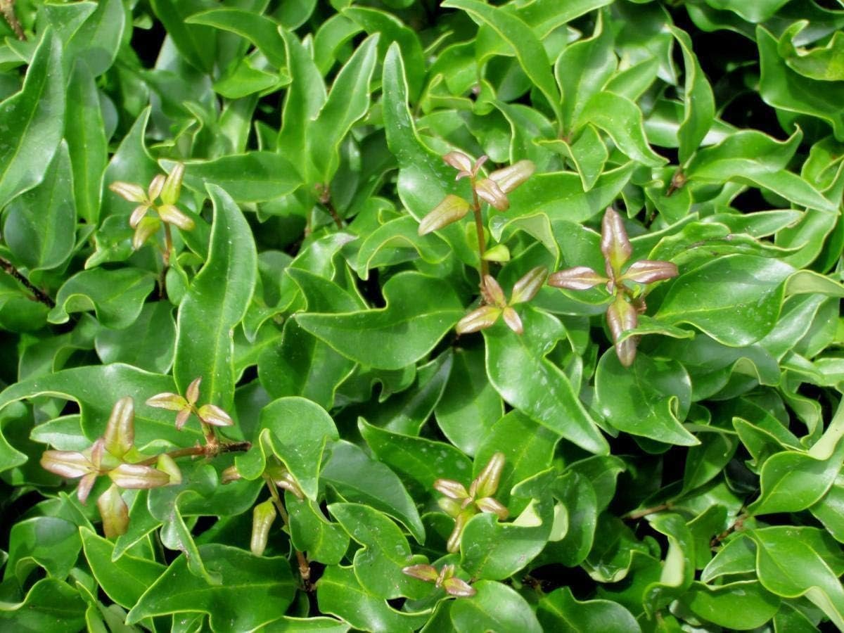 Curled Leaf Privet  5 Live Quart Size Plants  Ligustrum Japonicum Recurvifolium, Evergreen Flowering Privacy Hedge, Ornamental Shrub for Lush Landscapes