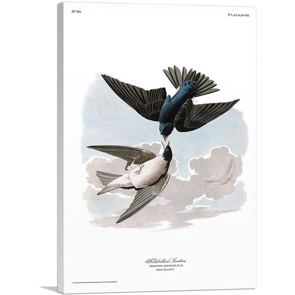 ARTCANVAS White Bellied Swallow Canvas Art Print by John James Audubon - Size: 40" x 26" (0.75" Deep)