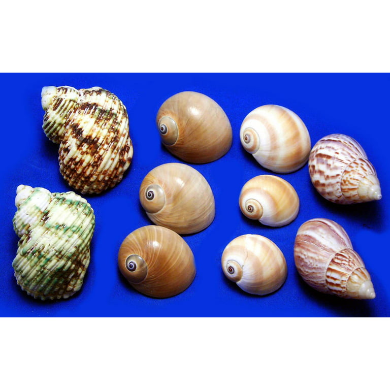 4 Pack Large Hermit Crab Shells, Muffin Snail Shells Turbo Shells Giant Land Snail Shells Hermit Crab House for Fish Tank Aquarium Decoration Be