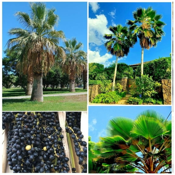 30 Fan Palm Tree Seeds, Washington Filifera, Fast Growing Evergreen Plant