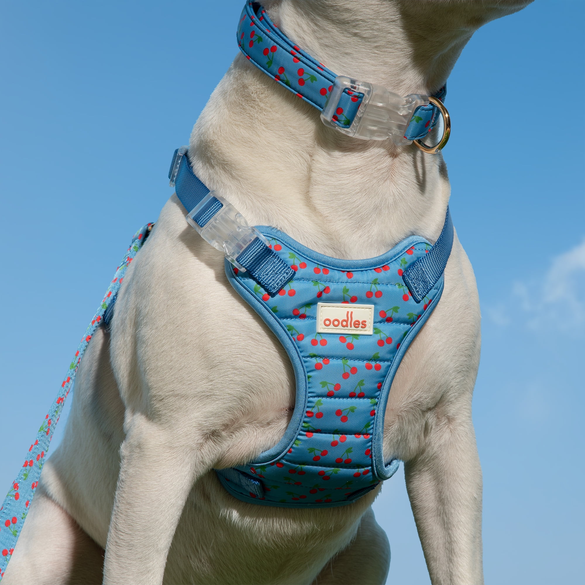 Oodles Blue Tart Cherries Adjustable Fashion Dog Collar, Small