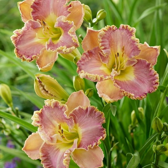 Lavender Tutu Daylily Flower Root - Grow Live Daylilies - Perennial - Attracts Butterflies and Hummingbirds - Huge Blooms up to 6" Wide