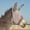 Grey, variant on Foal Cashel Crusader Standard Mule Donkey Fly Mask W/ Ears Grey