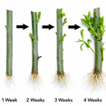 thumbnail image 4 of Australian Willow Bonsai Trees Fresh Cutting - Extensive Thick Trunks Fast Growing Light Bonsai Indoor Money Plant - Antique Piece for Your Home and Office, 4 of 6