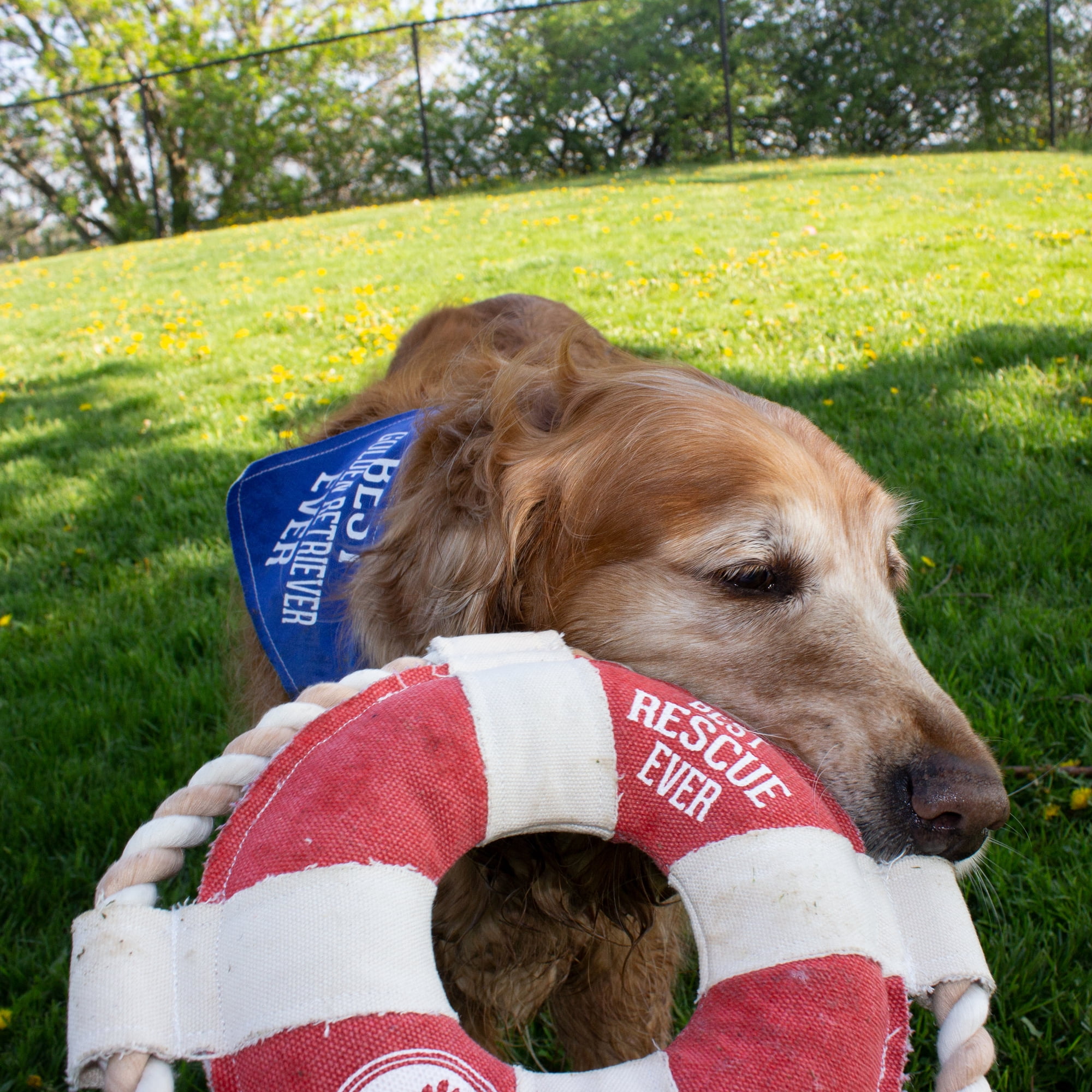 Pavilion Gift Company Pavilion-Best Rescue Ever-Life Saver 11 Inch Large Tug of War Rope Sturdy & Durable Canvas Dog Toys, Red