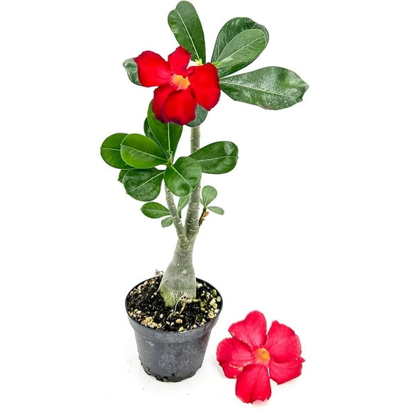 ragnaroc Live Succulents – Adenium Obesum Desert Rose 6-12” tall in 4” pot - 1ct - Color when flowering may be Pink or Red, Bonsai Caudex - Live Arrival Guaranteed - House Plants for Home Decor & Gift