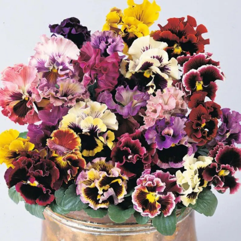 25 Frizzle Sizzle Mix Pansy Viola × Wittrockiana Seeds