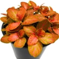 thumbnail image 2 of Red Fittonia Albivenis Nerve Plant, 4 inch, Silver Net Leaf, Mosaic Jewel Creeping Indoor Plant verschaffeltii, 2 of 7